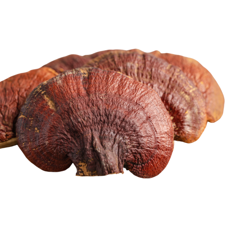 Reishi en Polvo x 30 gramos - Imagen 2