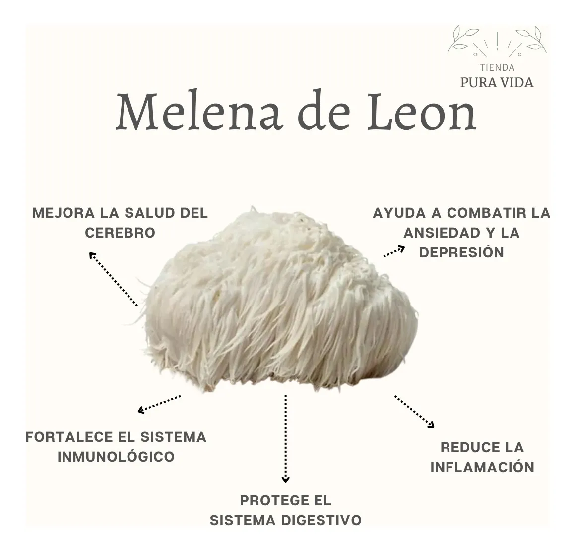 Melena de Leon Capsulas de 200mg (30 unidades) - Imagen 3