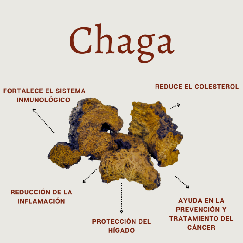 Tintura Hongo Medicinal Chaga 60ml - Imagen 2