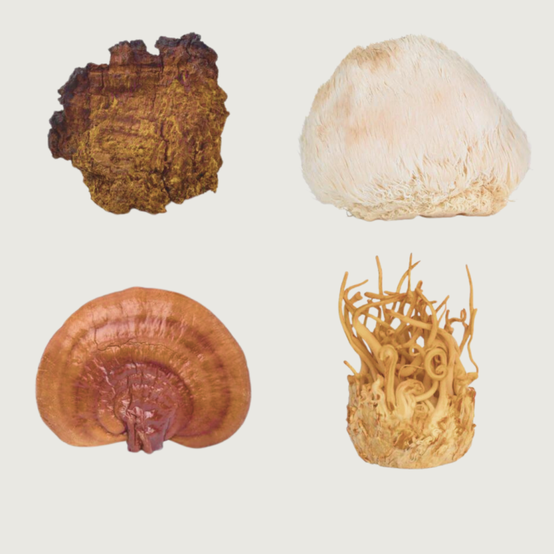 Combo Tintura 60ml Hongos Reishi, Cordyceps, Melena Y Chaga - Imagen 2