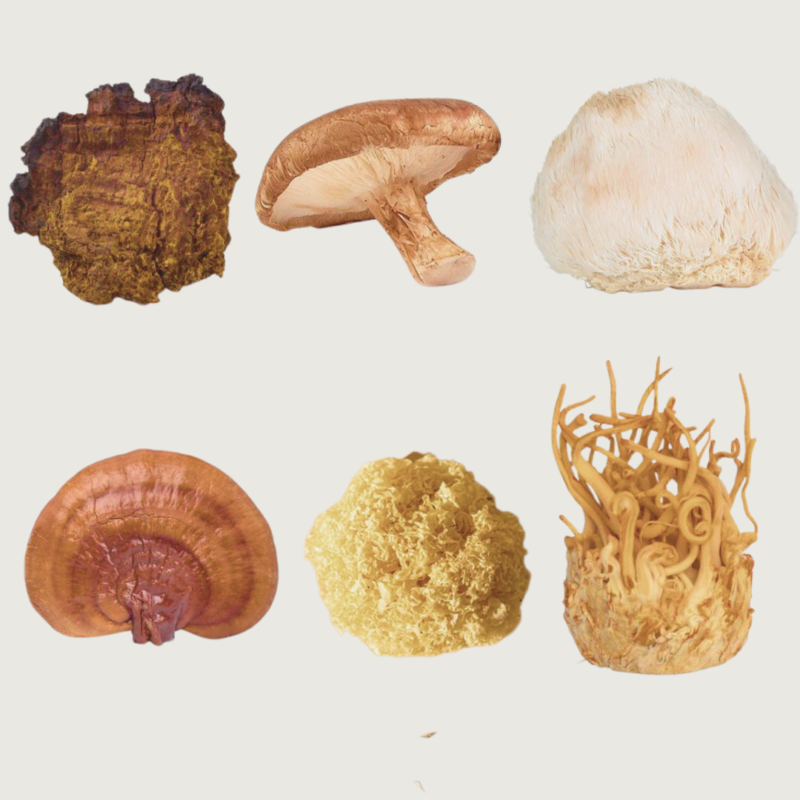 Mix Hongos En Polvo Adaptogenos 6 En 1 Organico Medicinal - Imagen 3