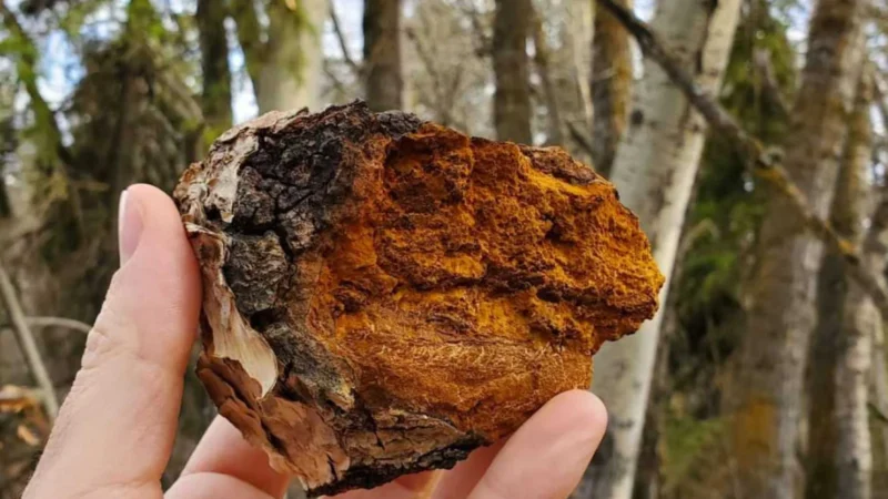Tintura Hongo Medicinal Chaga 60ml - Imagen 3