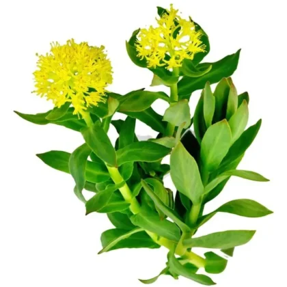 Rhodiola Rosea En Cápsulas 200mg (30 Unidades) Para Ansiedad Rhodiola