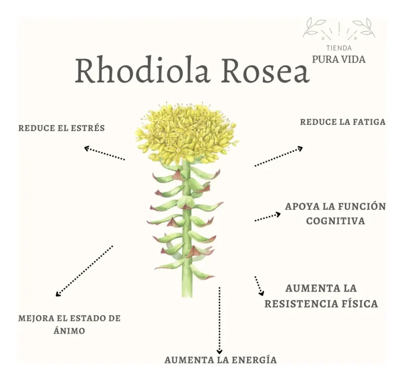 Rhodiola Rosea En Cápsulas 200mg (30 Unidades) Para Ansiedad Rhodiola - Imagen 2