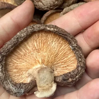 Hongo Shitake En Polvo X 30g Antioxidante Antiinflamatorio Shitake