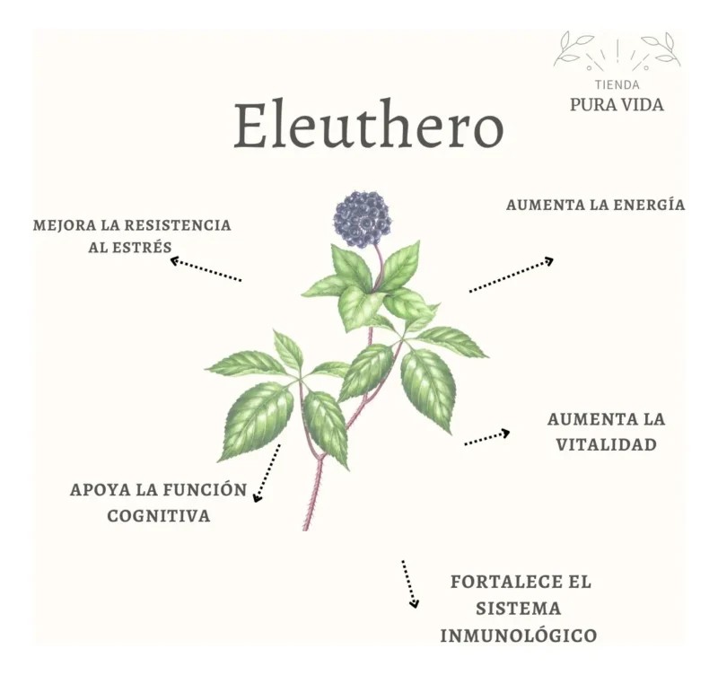 Eleuthero En Cápsulas 200mg (30 Unidades) Planta Adaptogena Eleuthero - Imagen 2