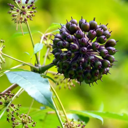 Eleuthero En Cápsulas 200mg (30 Unidades) Planta Adaptogena Eleuthero