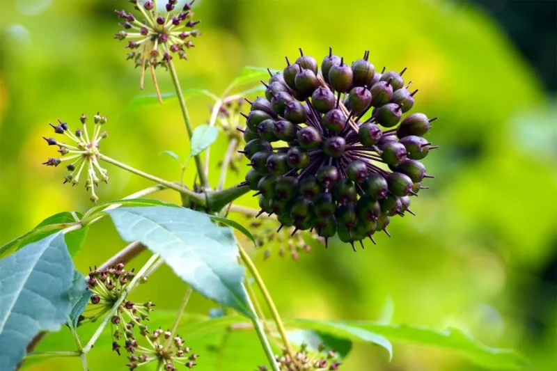 Eleuthero En Cápsulas 200mg (30 Unidades) Planta Adaptogena Eleuthero