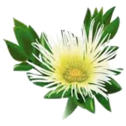 Kanna Sceletium Tortuosum En Capsulas De 200mg C/u