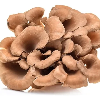 Hongo Maitake En Capsulas De 200mg Adaptogeno Nootropico Maitake