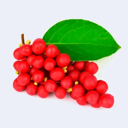 Schisandra Chinensis En Capsulas De 200mg C/u (30 Unidades)